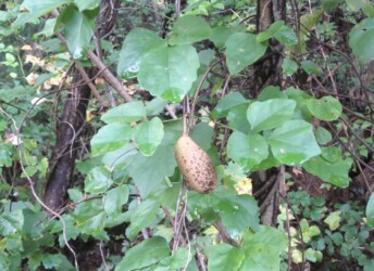 ミツバアケビの実