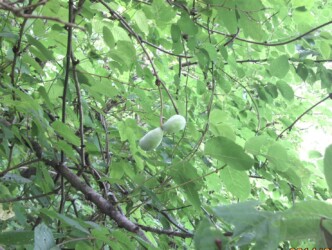 ミツバアケビの実