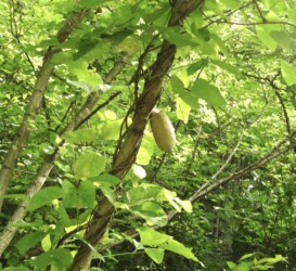 ミツバアケビの実