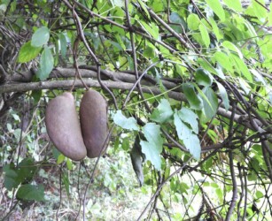 ミツバアケビの実