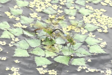 連結産卵
