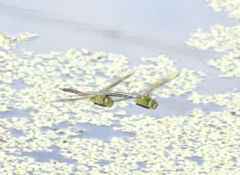 飛翔するギンヤンマ