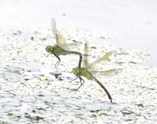 飛翔するギンヤンマ