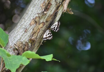 樹液を吸う(隣にカナブン)