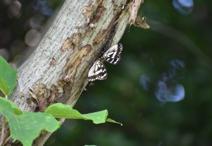 樹液を吸う(隣にカナブン)