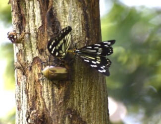 樹液を吸う(隣にカナブン)