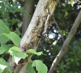 樹液を吸う(隣にカナブン)