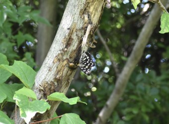 樹液を吸う(隣にカナブン)