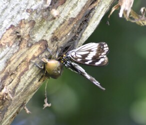 樹液を吸う(隣にカナブン)
