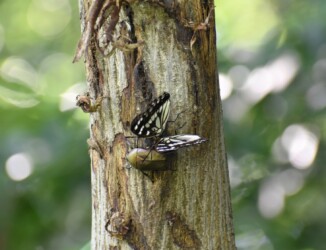 樹液を吸う(隣にカナブン)