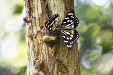 樹液を吸う(隣にカナブン)