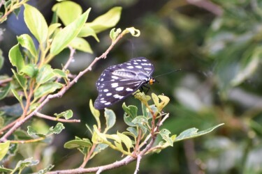 ムクノキにとまる