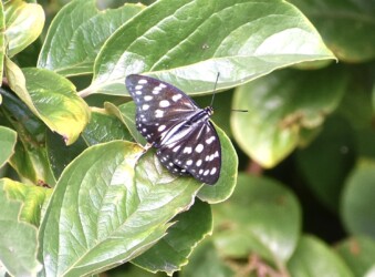 ムクノキにとまる