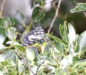 ムクノキにとまる