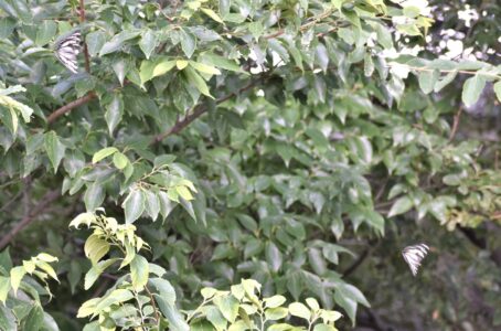 ムクノキの樹冠付近を飛翔