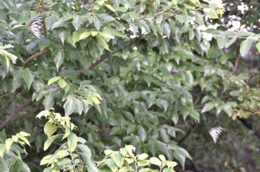 ムクノキの樹冠付近を飛翔