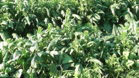 伸びすぎたホウレンソウ