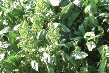 伸びすぎたホウレンソウ