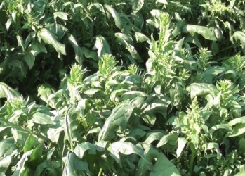 伸びすぎたホウレンソウ