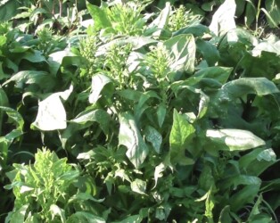 伸びすぎたホウレンソウ