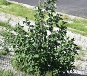 アカザ(シロザ?)