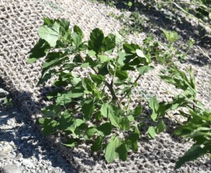 アカザ(シロザ?)