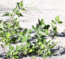 アカザ(シロザ?)