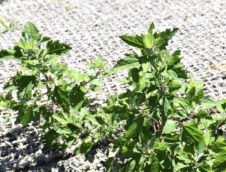 アカザ(シロザ?)