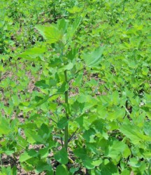 アカザ(シロザ?)