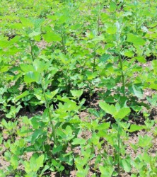 アカザ(シロザ?)