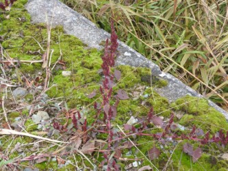 アカザ(シロザ?)