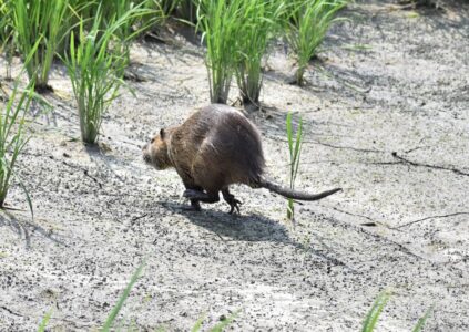 ヌートリア