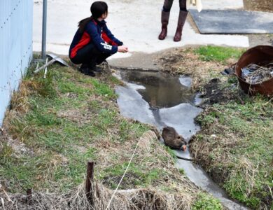 エサをやる職員