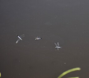 オスのせめぎ合い