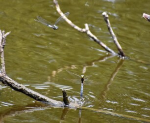 オスが警護しメスが産卵する