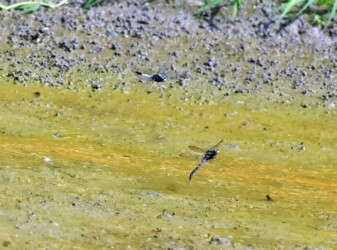 オスが警備しメスが産卵する