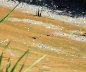 オスが警護しメスが産卵する