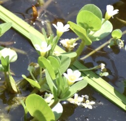 オトメアゼナの花