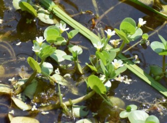 オトメアゼナの花