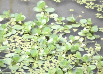 群生するオトメアゼナ