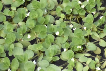 オトメアゼナの花