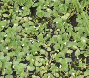 群生するオトメアゼナ