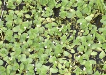 群生するオトメアゼナ