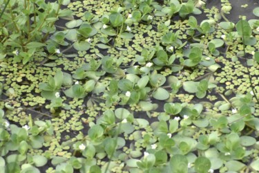 群生するオトメアゼナ