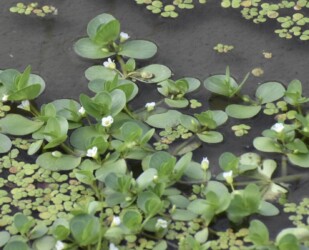 オトメアゼナの花