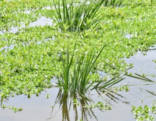 群生するオトメアゼナ