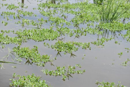 群生するオトメアゼナ