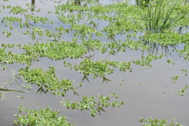 群生するオトメアゼナ