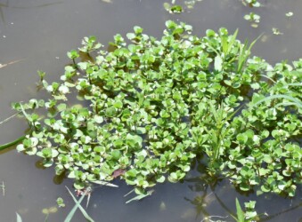 群生するオトメアゼナ