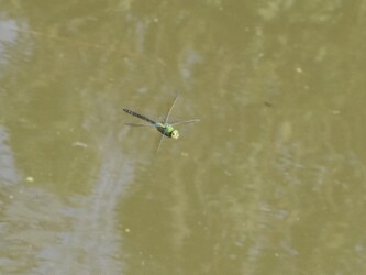 縄張りの水面上を飛翔するオス